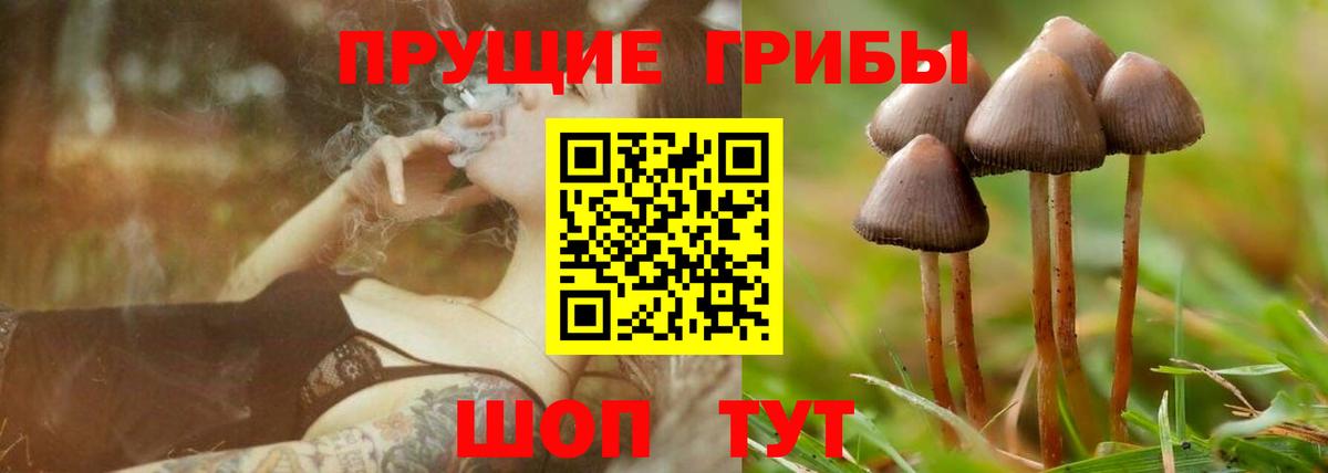 Псилоцибиновые грибы прущие грибы Осинники
